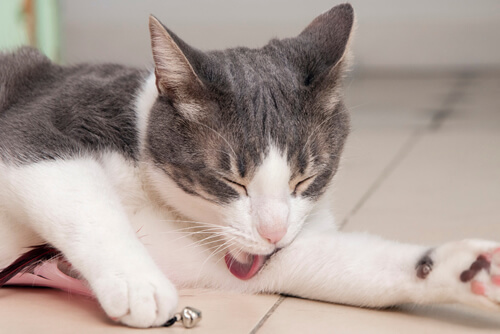 Fip Nedir?